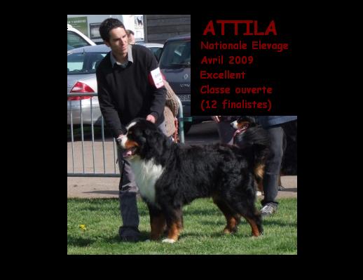 Attila (Sans Affixe)
