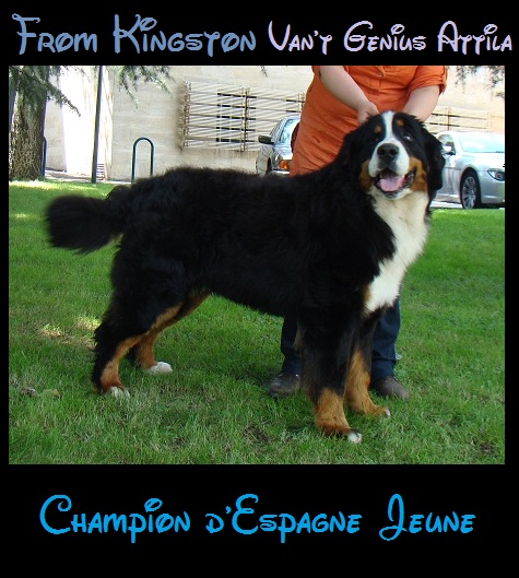 From kingston Van't Genius Attila